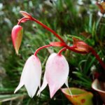 23.01.2021. Muzyczne podróże. Wenezuela. Park Narodowy Canaima / Danuta Rasała