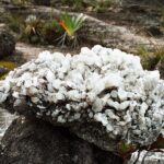 23.01.2021. Muzyczne podróże. Wenezuela. Park Narodowy Canaima / Danuta Rasała