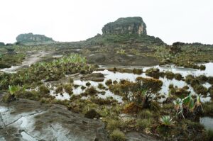 23.01.2021. Muzyczne podróże. Wenezuela. Park Narodowy Canaima / Danuta Rasała