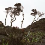 23.01.2021. Muzyczne podróże. Wenezuela. Park Narodowy Canaima / Danuta Rasała