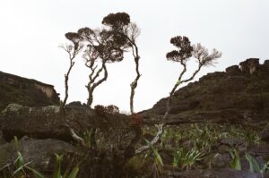 23.01.2021. Muzyczne podróże. Wenezuela. Park Narodowy Canaima / Danuta Rasała