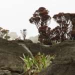 23.01.2021. Muzyczne podróże. Wenezuela. Park Narodowy Canaima / Danuta Rasała