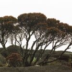 23.01.2021. Muzyczne podróże. Wenezuela. Park Narodowy Canaima / Danuta Rasała