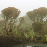 23.01.2021. Muzyczne podróże. Wenezuela. Park Narodowy Canaima / Danuta Rasała