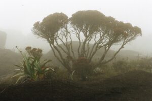 23.01.2021. Muzyczne podróże. Wenezuela. Park Narodowy Canaima / Danuta Rasała