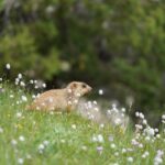 Kham. Tybet / Mariola Maćko