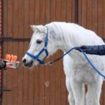 24.01.2021. Michałów. Urodziny ogiera Eksterna / Stadnina Koni w Michałowie