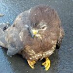 22.01.2021. Mierzawa. Uratowany myszołów / KPP w Jędrzejowie