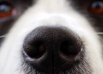 pies, nos, węch / pixabay.com