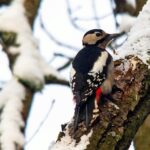 15.01.2021 Ostrowiec Św. Ptasia galeria. Na zdjęciu: dzięcioł duży / Andrzej Bartczak