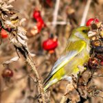 15.01.2021 Ostrowiec Św. Ptasia galeria. Na zdjęciu: dzwoniec / Andrzej Bartczak