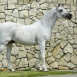 24.01.2021. Michałów. Urodziny ogiera Eksterna / Stadnina Koni w Michałowie