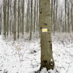 09.01.2021 Świętokrzyski Park Narodowy. Bukowa Góra / Jarosław Kubalski / Radio Kielce