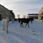 21.01.2021 Michałów. Konie i źrebięta z michałowskiej stadniny / Marta Gajda / Radio Kielce