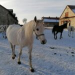 21.01.2021 Michałów. Konie i źrebięta z michałowskiej stadniny / Marta Gajda / Radio Kielce