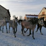 21.01.2021 Michałów. Konie i źrebięta z michałowskiej stadniny / Marta Gajda / Radio Kielce