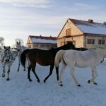 21.01.2021 Michałów. Konie i źrebięta z michałowskiej stadniny / Marta Gajda / Radio Kielce