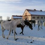 21.01.2021 Michałów. Konie i źrebięta z michałowskiej stadniny / Marta Gajda / Radio Kielce