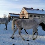 21.01.2021 Michałów. Konie i źrebięta z michałowskiej stadniny / Marta Gajda / Radio Kielce