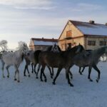21.01.2021 Michałów. Konie i źrebięta z michałowskiej stadniny / Marta Gajda / Radio Kielce