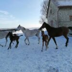 21.01.2021 Michałów. Konie i źrebięta z michałowskiej stadniny / Marta Gajda / Radio Kielce