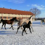 21.01.2021 Michałów. Konie i źrebięta z michałowskiej stadniny / Marta Gajda / Radio Kielce