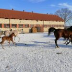 21.01.2021 Michałów. Konie i źrebięta z michałowskiej stadniny / Marta Gajda / Radio Kielce