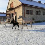 21.01.2021 Michałów. Konie i źrebięta z michałowskiej stadniny / Marta Gajda / Radio Kielce