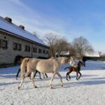 21.01.2021 Michałów. Konie i źrebięta z michałowskiej stadniny / Marta Gajda / Radio Kielce