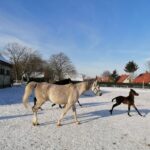 21.01.2021 Michałów. Konie i źrebięta z michałowskiej stadniny / Marta Gajda / Radio Kielce