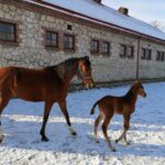 21.01.2021 Michałów. Konie i źrebięta z michałowskiej stadniny / Marta Gajda / Radio Kielce
