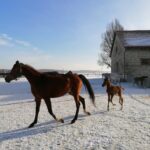 21.01.2021 Michałów. Konie i źrebięta z michałowskiej stadniny / Marta Gajda / Radio Kielce