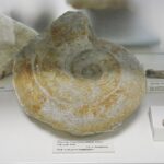 28.01.2021 Kielce. Państwowy Instytut Geologiczny. Oddział świętokrzyski. Ekspozycja / Jarosław Kubalski / Radio Kielce