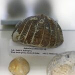 28.01.2021 Kielce. Państwowy Instytut Geologiczny. Oddział świętokrzyski. Ekspozycja / Jarosław Kubalski / Radio Kielce