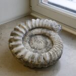 28.01.2021 Kielce. Państwowy Instytut Geologiczny. Oddział świętokrzyski. Ekspozycja / Jarosław Kubalski / Radio Kielce