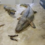 28.01.2021 Kielce. Państwowy Instytut Geologiczny. Oddział świętokrzyski. Ekspozycja. Tetrapod / Jarosław Kubalski / Radio Kielce