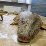 28.01.2021 Kielce. Państwowy Instytut Geologiczny. Oddział świętokrzyski. Ekspozycja. Tetrapod / Jarosław Kubalski / Radio Kielce