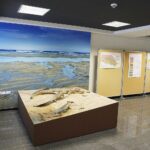 28.01.2021 Kielce. Państwowy Instytut Geologiczny. Oddział świętokrzyski. Ekspozycja. Tetrapod / Jarosław Kubalski / Radio Kielce