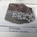 28.01.2021 Kielce. Państwowy Instytut Geologiczny. Oddział świętokrzyski. Ekspozycja / Jarosław Kubalski / Radio Kielce