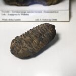 28.01.2021 Kielce. Państwowy Instytut Geologiczny. Oddział świętokrzyski. Ekspozycja. Trylobit / Jarosław Kubalski / Radio Kielce