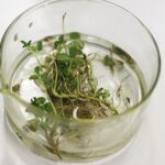 08.01.2021 Kielce. UJK. Noc biologów online / Jarosław Kubalski / Radio Kielce