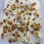 08.01.2021 Kielce. UJK. Noc biologów online / Jarosław Kubalski / Radio Kielce