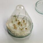 08.01.2021 Kielce. UJK. Noc biologów online / Jarosław Kubalski / Radio Kielce