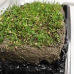 08.01.2021 Kielce. UJK. Noc biologów online / Jarosław Kubalski / Radio Kielce