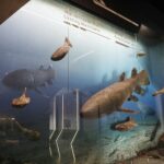 29.01.2021 Kielce. Geopark. Centrum Geoedukacji. Ekspozycja / Jarosław Kubalski / Radio Kielce