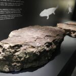 29.01.2021 Kielce. Geopark. Centrum Geoedukacji. Ekspozycja / Jarosław Kubalski / Radio Kielce