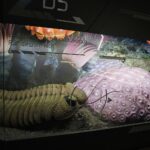 29.01.2021 Kielce. Geopark. Centrum Geoedukacji. Ekspozycja / Jarosław Kubalski / Radio Kielce