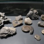 29.01.2021 Kielce. Geopark. Centrum Geoedukacji. Ekspozycja. Głowonogi / Jarosław Kubalski / Radio Kielce