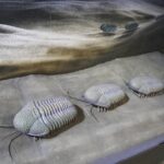 29.01.2021 Kielce. Geopark. Centrum Geoedukacji. Ekspozycja. Wędrujące trylobity. 365 milionów lat temu / Jarosław Kubalski / Radio Kielce