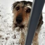 Na zdjęciu: pies uratowany przez strażników miejskich / Straż Miejska Kielce